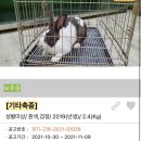 이성준동물병원 | [토끼입양홍보]1월 포인핸드 : 서울/인천/경기