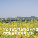 장미대교 교통섬 | 2026 서래섬 유채꽃 실시간 후기｜올해는 정말 달랐던 반포한강공원 봄 풍경