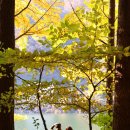 남이섬 가을 ,⠀단풍 절정 시기: 10월 중순~12월 초순 이미지