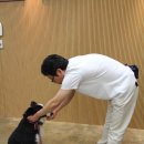 이리 이미지