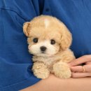 청도환경관리센터 | 청도애견샵 미유펫 다녀온 후기