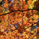 양평 힐인힐 야영장 이미지