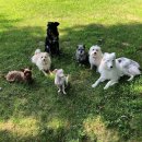 핑크강아지 이미지