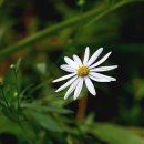 쑥부쟁이 이미지