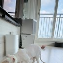 원펫앤캣그루밍 | 수원 고양이 무마취 미용꜀(^. .^꜀ )꜆੭ ❛함께냥 앤 함께냥품 북수원점❜ 내돈내산 재방문 후기🐾