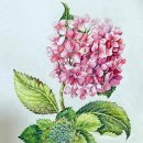 꽃그림 보타니컬 색연필화 이미지