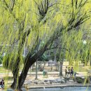 버드나무 이미지