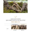 용문산산더덕
