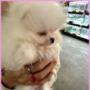 광주강아지분양 고양이분양 24시 데려가개본점 | 광주 강아지분양에서 만난 특별한 반려견과의 소중한 인연