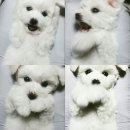 올블링펫살롱 이미지