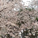 당진시 합덕중앙길 | 당진 합덕 벚꽃 미당면옥 골동면 피어라 청보리밭 당진 4월 벚꽃