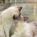 미어캣인더시티 이미지
