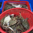 (주)가나수산 | 충남 대천항 보령 수산시장 제철꽃게 및 해산물 구입 및 수율 내돈내산 후기