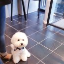 폼나고폼나개 이미지