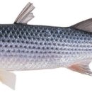 서해수산연구소 이미지