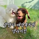댕라이킷 이미지