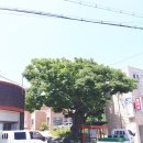 광천보건지소 | 서부면 이호리 중촌마을 느티나무 - 사람은 서서히 없어지고... 나무만 남는 현실