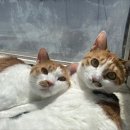 더비스킷스튜디오 이미지