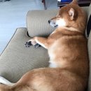 밀목주유소 이미지