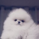 도그패밀리&도로시켄넬 | 화이트포메라니안분양 심층탐구 하기 ,사진 후기