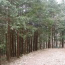 상관 공기마을 편백숲 이미지