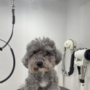 개린이살롱 이미지