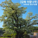 외고앞 이팝나무가로수 | [김해 주촌 천곡리] 천연기념물 이팝나무 후기