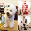 펫글로벌주