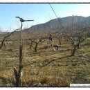 남일농장 이미지