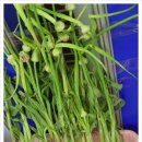 의성마늘테마파크 이미지