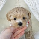 몽냥몽냥 이미지