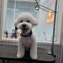 정샘 동물병원 이미지