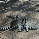 페리알 | 4.1 호주 여행:여행(2), 시드니 여행, 시드니 맛집 후기, 타롱가주, 서큘러키 페리, 오페라 하우스