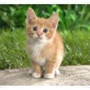 다우동물병원 이미지