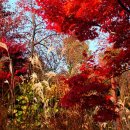 11/11(토)곤지암화담숲,양주나리공원 핑크억새군락지 이미지