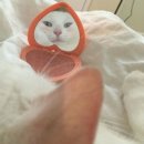 펫아울렛 이미지