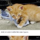 아기고양이와 엄마고양이의 눈물 사진유 이미지
