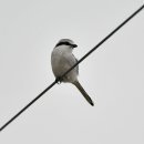 호곡리의 물때까치(Chinese Gray Shrike) 이미지