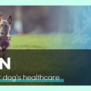 샤인펫 (Shine pet) 이미지