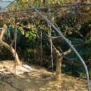 밤두둑농장 이미지