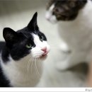 간식줄까? 이미지