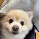 애견의 정원 네이버블로그