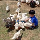 대관령 농장 이미지