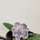 스키푸