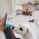 진스텔라바이오텍 | 강아지 피부 영양제 추천 <<마이펫닥터 - 스텔라스킨>>