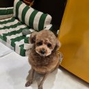 멜팅그루밍 이미지