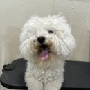 둥둥펫살롱 이미지