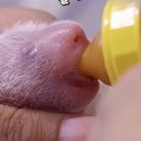 순희뒷고기