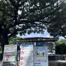 세븐일레븐 대구사수점 | 오키나와 가족여행 4 - 츄라우미수족관, 코우리대교, 만좌모, 이온몰 라이카무 휠체어 여행