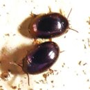 6.15 곤충강 _ 딱정벌레목7 (영어이름 Beetles, Weevils) 이미지